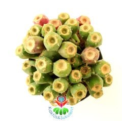 Meyveli Kaktüs, Opuntia Vulgaris-Dikenli Armut Meyvesi Üzerinde 12 cm saksıda-Bir Saksıda Birçok Kök