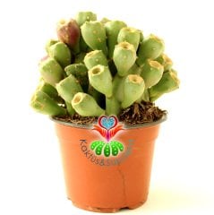 Meyveli Kaktüs, Opuntia Vulgaris-Dikenli Armut Meyvesi Üzerinde 12 cm saksıda-Bir Saksıda Birçok Kök