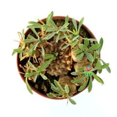 Euphorbia Bupleurifolia x Susannae-Çam Kozalağı Bitkisi-5,5 cm Saksıda