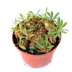 Euphorbia Bupleurifolia x Susannae-Çam Kozalağı Bitkisi-5,5 cm Saksıda