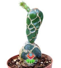 Sıradışı Farklı Kaktüs, Opuntia Zebrina Reticulata-8 cm saksıda
