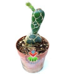 Sıradışı Farklı Kaktüs, Opuntia Zebrina Reticulata-8 cm saksıda