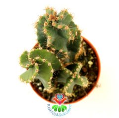Spiral Kaktüs, Cereus Forbesii Spiralis -Dönerek Büyüyen Nadir Tür-1 Saksıda 3 Kök- 10,5 cm Saksıda