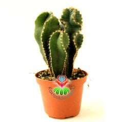 Spiral Kaktüs, Cereus Forbesii Spiralis -Dönerek Büyüyen Nadir Tür-1 Saksıda 3 Kök- 10,5 cm Saksıda