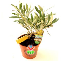 İthal Zeytin Ağacı- Olive Olea Europaea -Bonsai- 20 cm Boy, 500 yıl Ömürlü