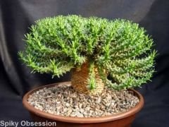 Euphorbia Pugniformis -8,5 cm Saksılı Nadir Tür