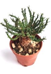 Euphorbia Pugniformis -8,5 cm Saksılı Nadir Tür