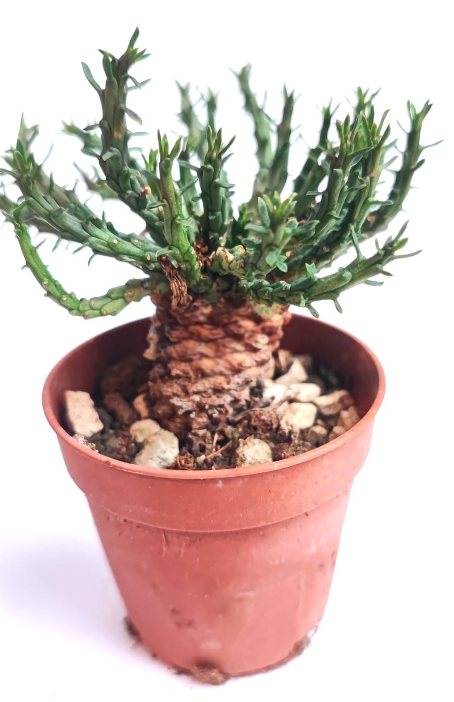 Euphorbia Pugniformis -8,5 cm Saksılı Nadir Tür