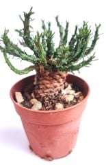 Euphorbia Pugniformis -8,5 cm Saksılı Nadir Tür