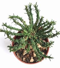 Euphorbia Pugniformis -8,5 cm Saksılı Nadir Tür