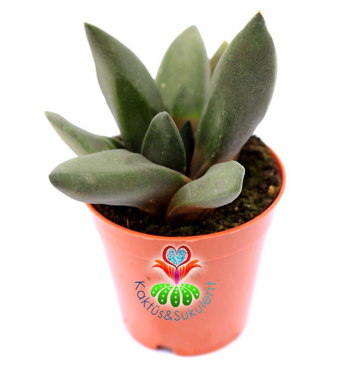 Gasteria Black Boy Siyah Renk Sert Yapraklı Sukulent 5,5 cm Saksıda