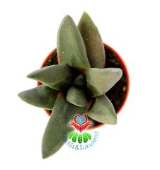 Gasteria Black Boy Siyah Renk Sert Yapraklı Sukulent 5,5 cm Saksıda