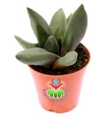 Gasteria Black Boy Siyah Renk Sert Yapraklı Sukulent 5,5 cm Saksıda