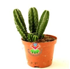 Kaktüs,Echinocereus Morricalli-Parlak Canlı Renkli Muhteşem Tür-10,5 cm saksıda-Bir Saksıda Çok Kök