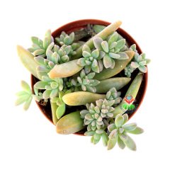 Graptopetalum Mix.-Yeni Filizlenen Çok Kök Sukulent 8,5 cm Saksıda