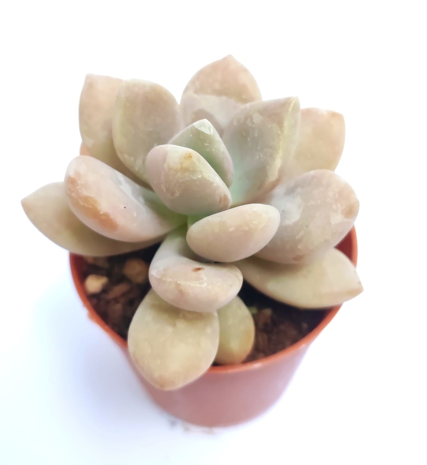 Graptopetalum Amethystinum 5,5 cm Saksıda Özel Tür Sukulent