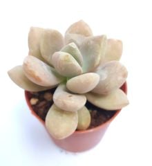 Graptopetalum Amethystinum 5,5 cm Saksıda Özel Tür Sukulent