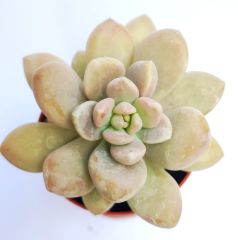 Graptopetalum Amethystinum 5,5 cm Saksıda Özel Tür Sukulent