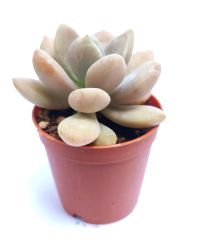 Graptopetalum Amethystinum 5,5 cm Saksıda Özel Tür Sukulent