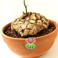 Türkiye'de Tek Başka Yerde Yok Fil Ayağı-Dioscorea Elephantipes-Caudex Odunsu Gövde-30 cm saksıda