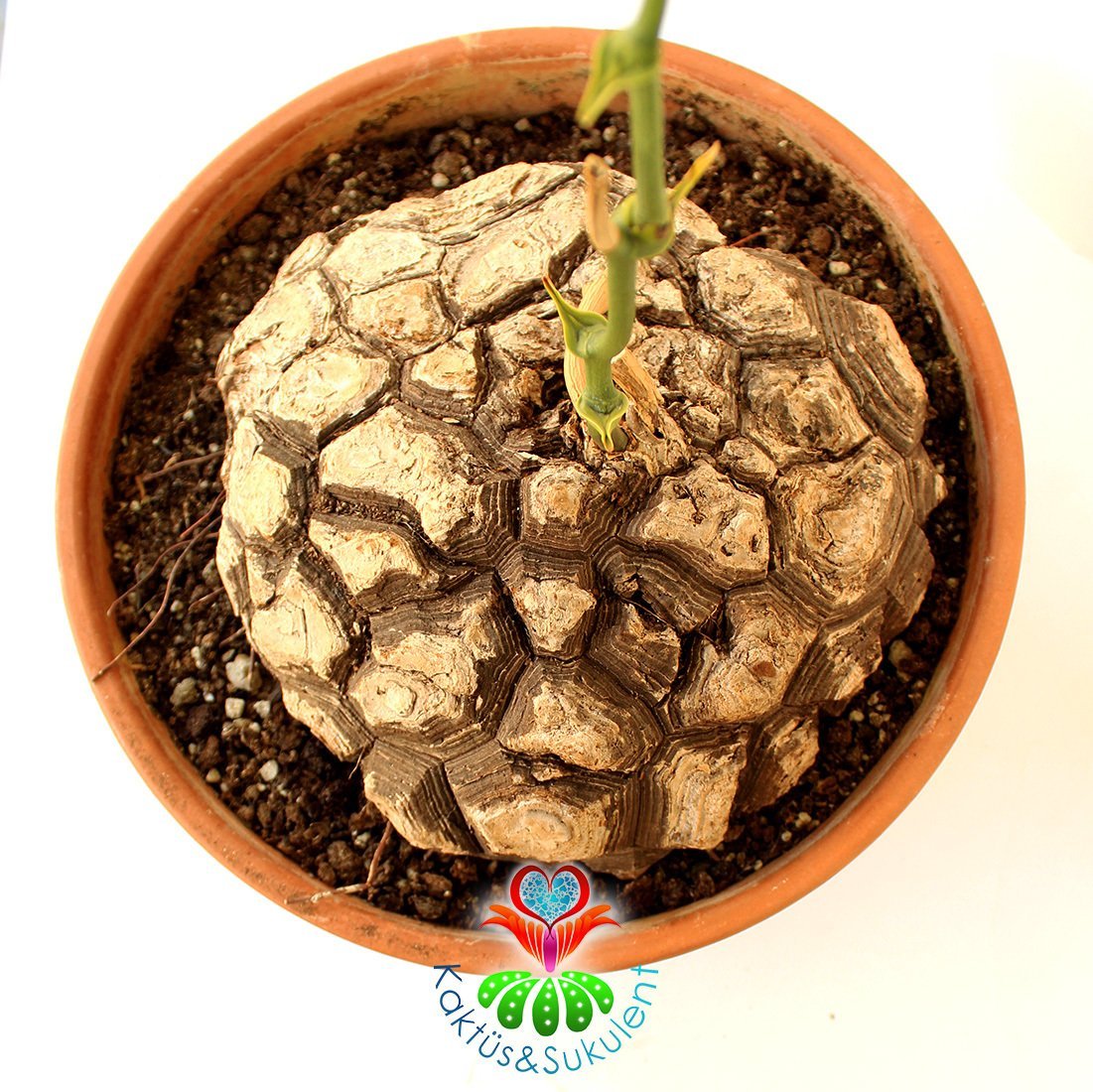 Türkiye'de Tek Başka Yerde Yok Fil Ayağı-Dioscorea Elephantipes-Caudex Odunsu Gövde-30 cm saksıda