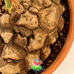 Türkiye'de Tek Başka Yerde Yok Fil Ayağı-Dioscorea Elephantipes-Caudex Odunsu Gövde-30 cm saksıda
