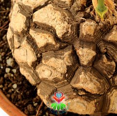 Türkiye'de Tek Başka Yerde Yok Fil Ayağı-Dioscorea Elephantipes-Caudex Odunsu Gövde-30 cm saksıda