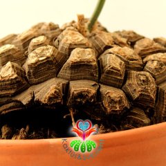 Türkiye'de Tek Başka Yerde Yok Fil Ayağı-Dioscorea Elephantipes-Caudex Odunsu Gövde-30 cm saksıda