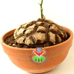 Türkiye'de Tek Başka Yerde Yok Fil Ayağı-Dioscorea Elephantipes-Caudex Odunsu Gövde-30 cm saksıda