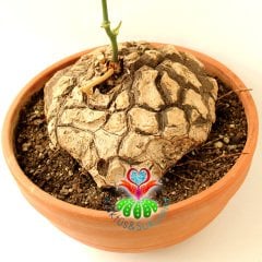 Türkiye'de Tek Başka Yerde Yok Fil Ayağı-Dioscorea Elephantipes-Caudex Odunsu Gövde-30 cm saksıda