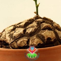 Türkiye'de Tek Başka Yerde Yok Fil Ayağı-Dioscorea Elephantipes-Caudex Odunsu Gövde-30 cm saksıda