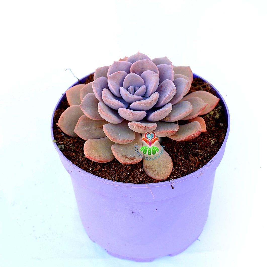 Graptoveria 'Debbie' -Doğal Mor Renk Sukulent-15 cm Saksıda