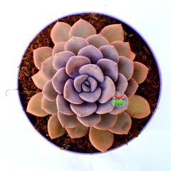 Graptoveria 'Debbie' -Doğal Mor Renk Sukulent-15 cm Saksıda