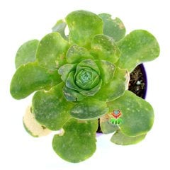 Greenovia Dodrentalis-Yeşil Renk Gül Formu Alan Sukulent Anaç Boy-15 cm Saksıda