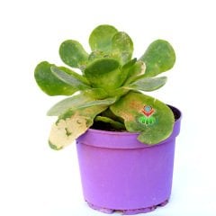 Greenovia Dodrentalis-Yeşil Renk Gül Formu Alan Sukulent Anaç Boy-15 cm Saksıda
