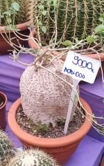 Türkiye'de Tek Başka Yerde Yok-Fockea Edulis-Caudex Odunsu Gövde-30 cm saksıda