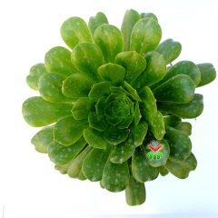 Aeonium Undulatum-Büyük Boy Canlı Yeşil Renk Sukulent-15 cm Saksıda