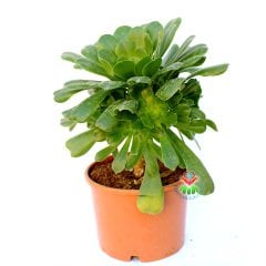 Aeonium Undulatum-Büyük Boy Canlı Yeşil Renk Sukulent-15 cm Saksıda- 40 cm boy