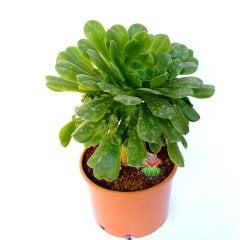 Aeonium Undulatum-Büyük Boy Canlı Yeşil Renk Sukulent-15 cm Saksıda- 40 cm boy