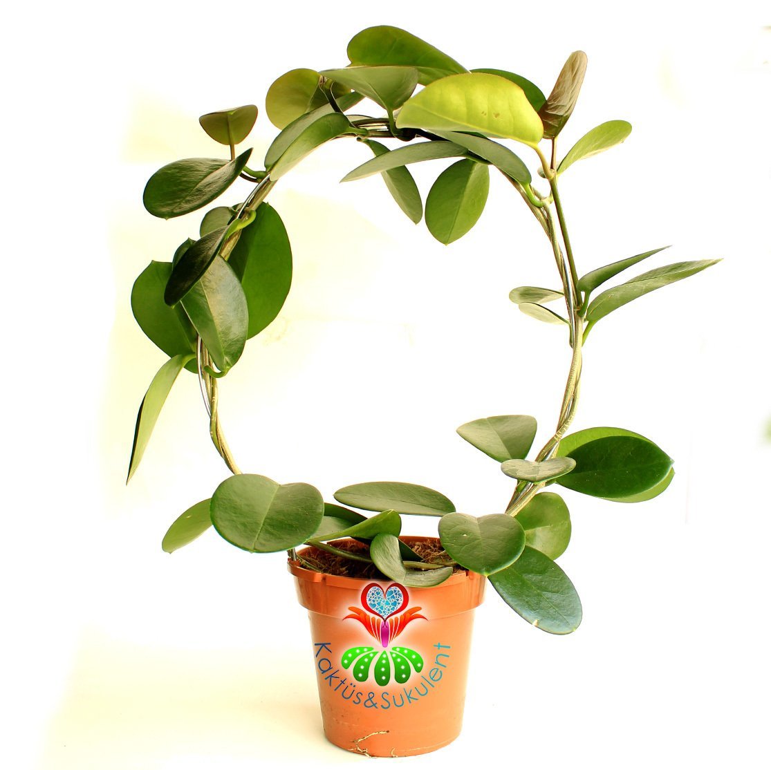 Nadir Tür Mum Çiçeği,Hoya Australis-10 cm Saksıda 30+ cm Uzunluğunda,Kokulu Çiçek Açar Sukulent