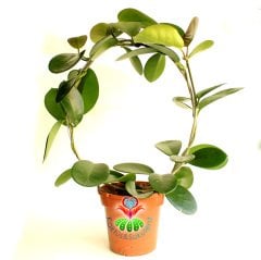 Nadir Tür Mum Çiçeği,Hoya Australis-10 cm Saksıda 30+ cm Uzunluğunda,Kokulu Çiçek Açar Sukulent