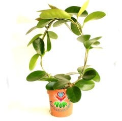 Nadir Tür Mum Çiçeği,Hoya Australis-10 cm Saksıda 30+ cm Uzunluğunda,Kokulu Çiçek Açar Sukulent