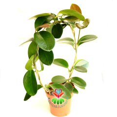 Nadir Tür Mum Çiçeği,Hoya Australis-10 cm Saksıda 30+ cm Uzunluğunda,Kokulu Çiçek Açar Sukulent