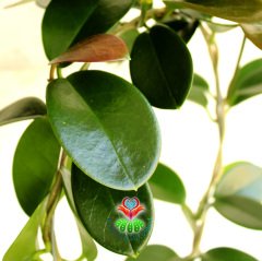 Nadir Tür Mum Çiçeği,Hoya Australis-10 cm Saksıda 30+ cm Uzunluğunda,Kokulu Çiçek Açar Sukulent
