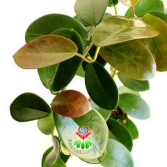 Nadir Tür Mum Çiçeği,Hoya Australis-10 cm Saksıda 30+ cm Uzunluğunda,Kokulu Çiçek Açar Sukulent