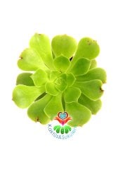 Aeonium Arboreum -Yeşil Renk Sıradışı Sukulent- 5,5 cm Saksıda