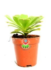 Aeonium Arboreum -Yeşil Renk Sıradışı Sukulent- 5,5 cm Saksıda