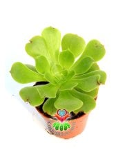 Aeonium Arboreum -Yeşil Renk Sıradışı Sukulent- 5,5 cm Saksıda