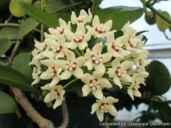 Nadir Tür Mum Çiçeği,Hoya Australis-10 cm Saksıda 30+ cm Uzunluğunda,Kokulu Çiçek Açar Sukulent