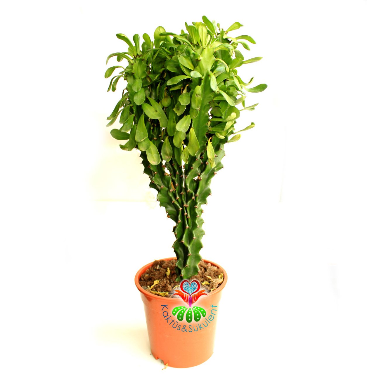 Büyük Boy Kaktüs, Euphorbia Neriifolia Cristata- Nadir Tür-90 cm uzunluk-17 cm Saksıda-Uygun Fiyatlı